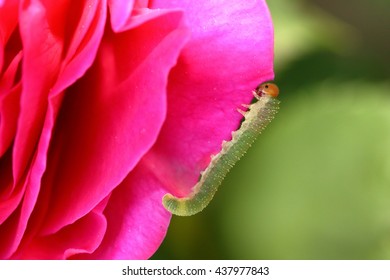 A Fat Green Sawfly Larva Commonly Known As A Rose Slug Devours A Petal On My Pink Rose.