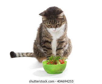 Fat Grey Cat And Salad, Isolated On White