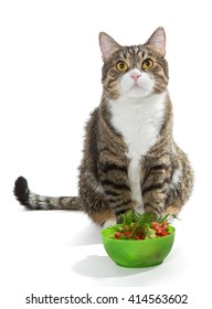 Fat Grey Cat And Salad, Isolated On White