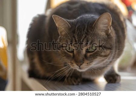Fat and grumpy tabby tomcat sitting indoors on the floor, angry expression and intense stare, humorous pet portrait in natural light