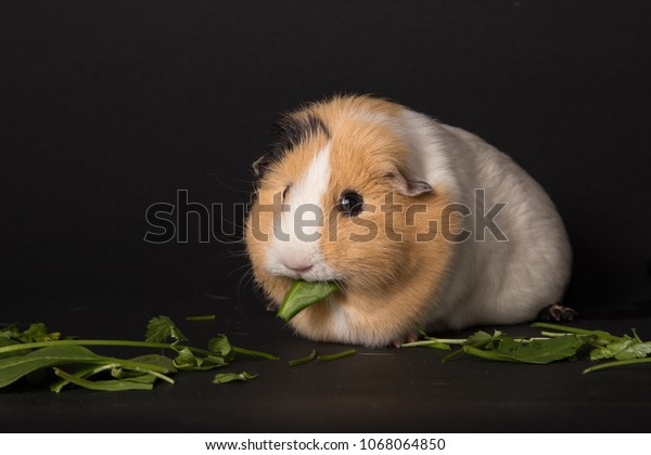 cute fat guinea pigs