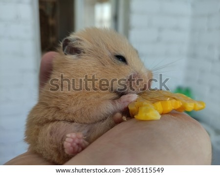 Fat hamster eats corn in a owner's hand