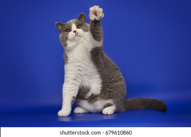 Waving Cat Images, Stock Photos & Vectors | Shutterstock