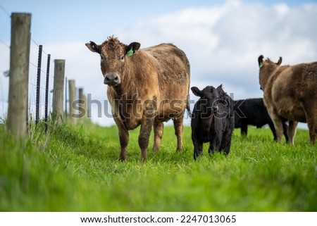 Fat healthy Cows in a field. Beautiful livestock in a regenerative paddock on a farm in Australia.
