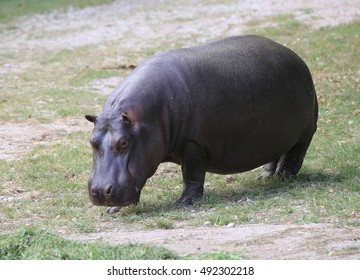 1,319 Pygmy hippo Images, Stock Photos & Vectors | Shutterstock