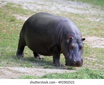 fat hippo with shiny skin and small ears while eating the grass