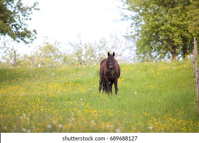 Fat Horse in Meadow eat too much grass