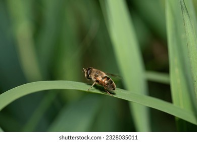 A fat hoverfly sits on a blade of grass outdoors. Lots of grass in the background. The hair on the hoverfly is clearly visible. - Powered by Shutterstock