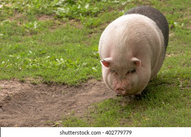 Fat huge pig is pasturing in a farm