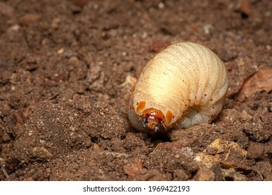 Fat Juicy Grub From The Garden Soil, Closeup Macro Detail. Garden Pest, Healthy Pupa. Room For Text.