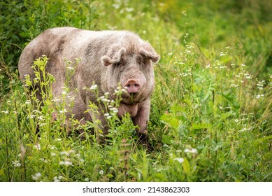 Fat mother pig grazing the grass on green field