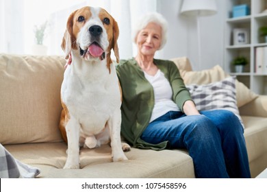 Fat old Beagle dog sticking out tongue and sitting near owner on sofa, pleased senior woman stroking pet at home