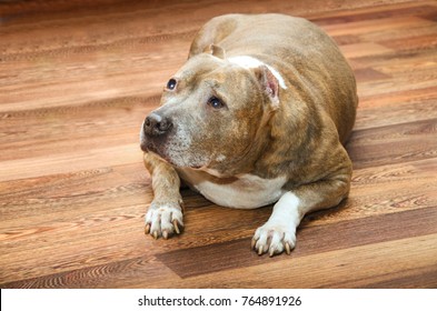 Fat Old Dog Lies On A Wooden Floor