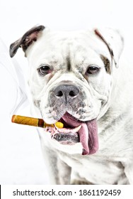 A fat old english bulldog is smoking a cigar. The tongue hangs out of its mouth. Head and shoulders shot, composite photo.