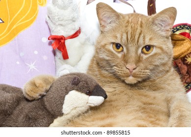 fat orange cat stuffed animal