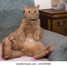 Fat Orange Cat Sitting On Lounge Chair