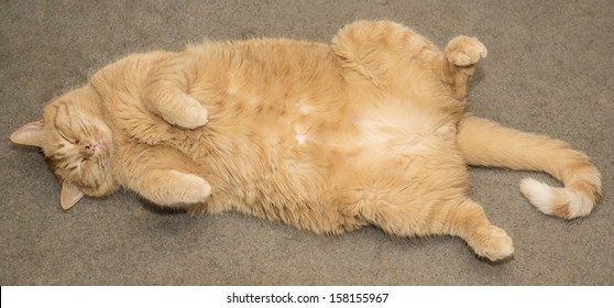 Fat Orange Cat Sleeping
