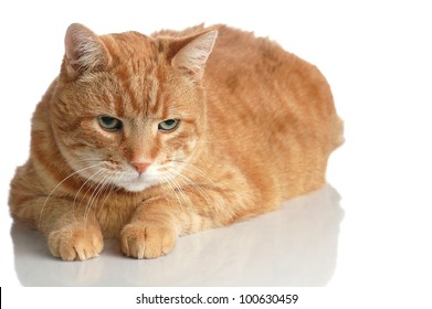 A Fat Orange Tabby Cat Poses Lying Down on White with a Reflection