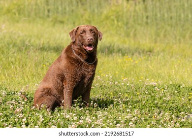 Fat Overweight Old Brown Labrador Sitting On The Grass