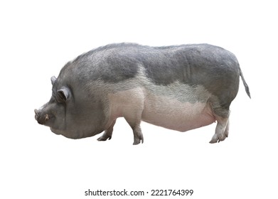 fat pig isolated on white background