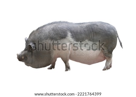 fat pig isolated on white background