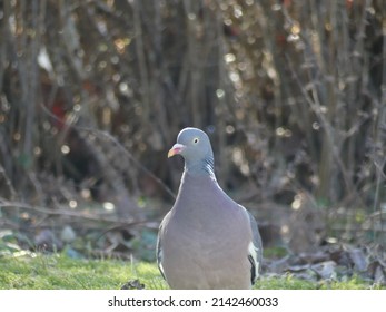 Fat pigeon walking around in grass and eating seeds