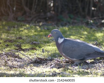 Fat pigeon walking around in grass and eating seeds