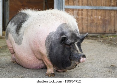 big naked greasy pigs Allergy in the vagina