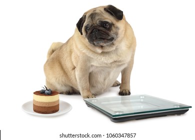 Fat Pug dog looks sadly at the cake in front of her lie the floor scales isolated on white background