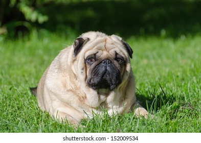 Fat pug dog on the grass in the park.