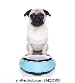 Fat Pug Dog On A Scale Not Happy About It