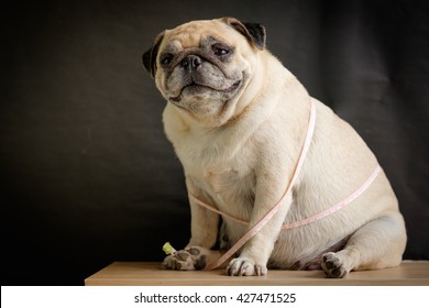 Fat Pug Dog Sitting With Measuring Tape.