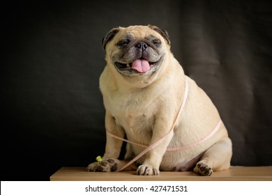 Fat Pug Dog Sitting With Measuring Tape.