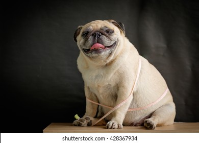 Fat Pug Dog Sitting With Measuring Tape.