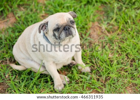 Fat Pug Dog Sitting On Grass Stock Photo (Edit Now ...