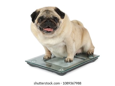 Fat Pug dog weighting on floor scales isolated on white background