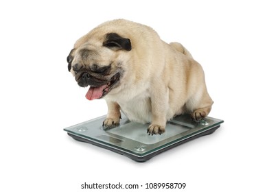 Fat Pug dog weighting on floor scales in a studio isolated on white background