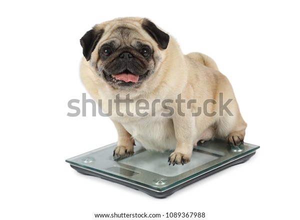 Fat Pug Dog Weighting On Floor Stock Photo 1089367988 | Shutterstock