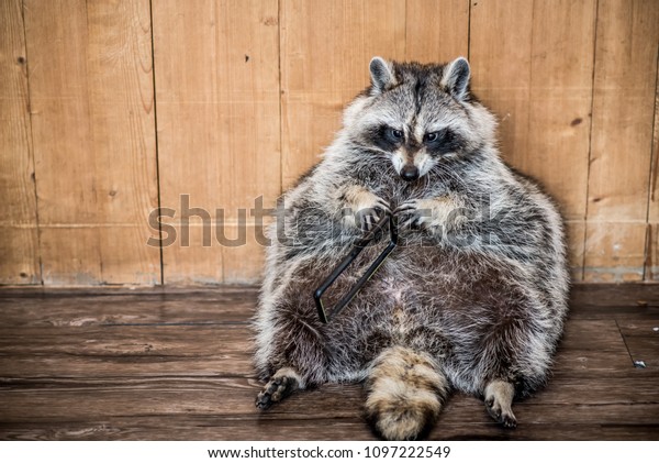 Fat Raccoon Stock Photo Shutterstock