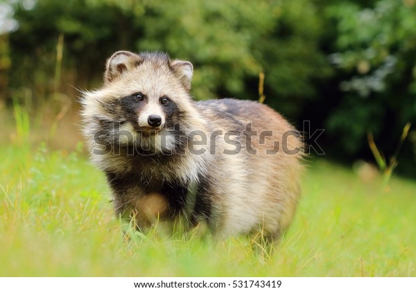 Fat raccoon\
dog