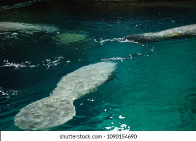 A Fat Rare Mammal Animal Manatee Swimming With Their Group In The Blue Water At The River Safari Aquarium 