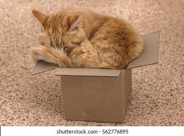 Fat Red Cat In A Too Small Box