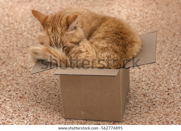 Fat red cat in a too small\
box