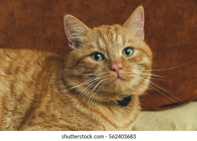 Somali Kitten Images Stock Photos Vectors Shutterstock