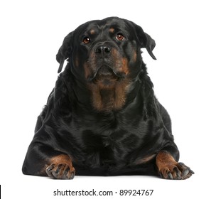 Fat Rottweiler, 3 years old, lying in front of white background