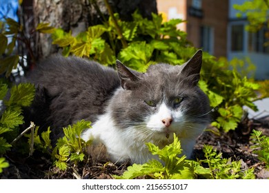 Fat shaggy homeless cat basking in the sun in the grass