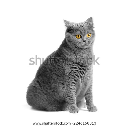 A fat shorthair cat with big red eyes sits on a white background. Animal obesity. British cat on a white background. A large cat of the British breed sits and looks in surprise