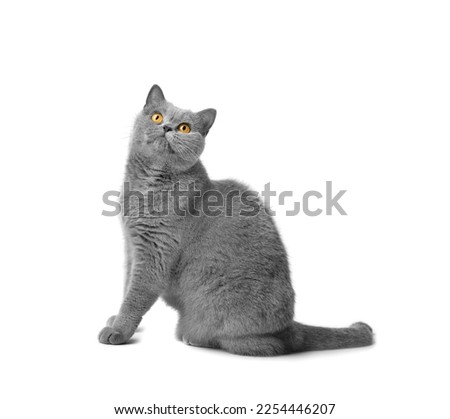 A fat shorthair cat with big red eyes sits on a white background. Animal obesity. British cat on a white background. A large cat of the British breed sits and looks in surprise. 