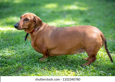 Royalty Free Fat Dachshund Stock Images Photos Vectors