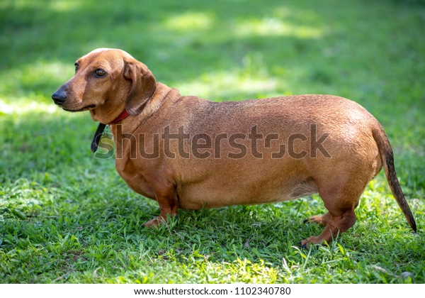 Fat Shorthaired Dachshund Standing On Grass Royalty Free Stock Image